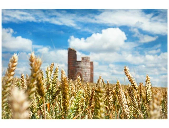 A rare view of the Folly. Normally laid to grass. This year with have trialled wheat. #summer #wheat #harvest
