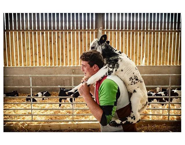 #SportsDay in the calf barn! Alfie and this one took the piggyback race!