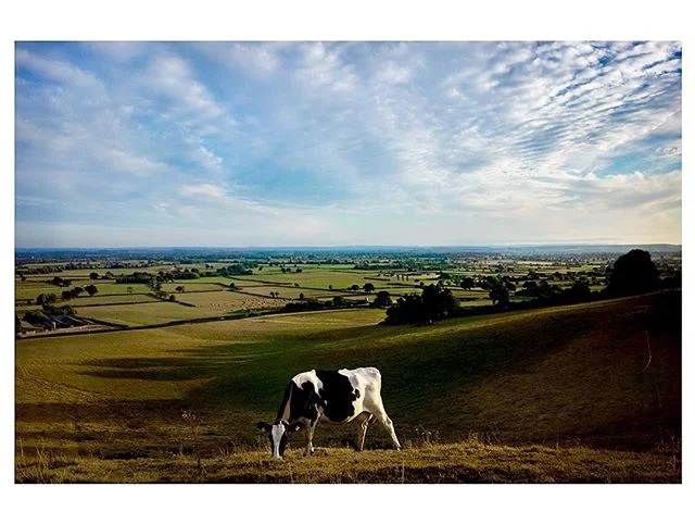 She had the best seat in the house yesterday evening. Happy cows make winning cheese!