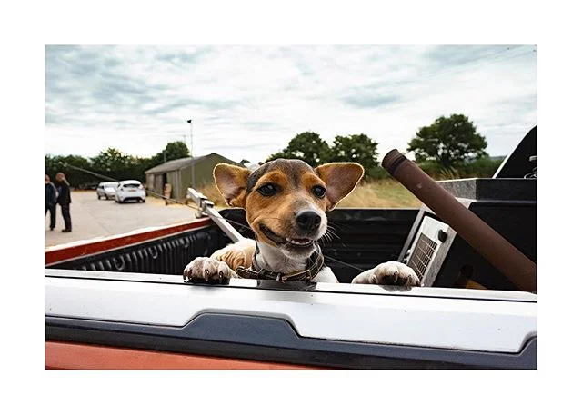 Good morning humans. May I introduce myself? I&rsquo;m Luna. #happydog #smiles #1833 #cheddarcheese #farmlife #thegoodlife #somerset