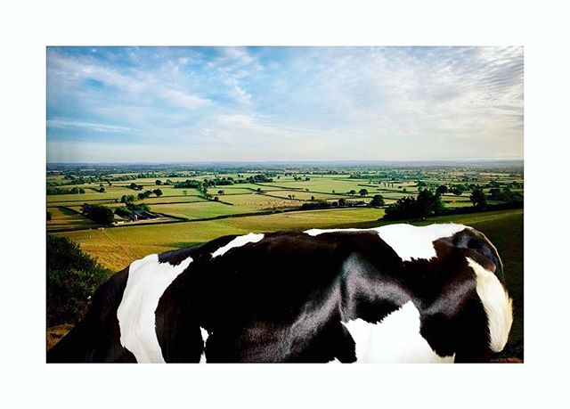 Shiny.  #barberscheese #1833 #cheddar #happycow