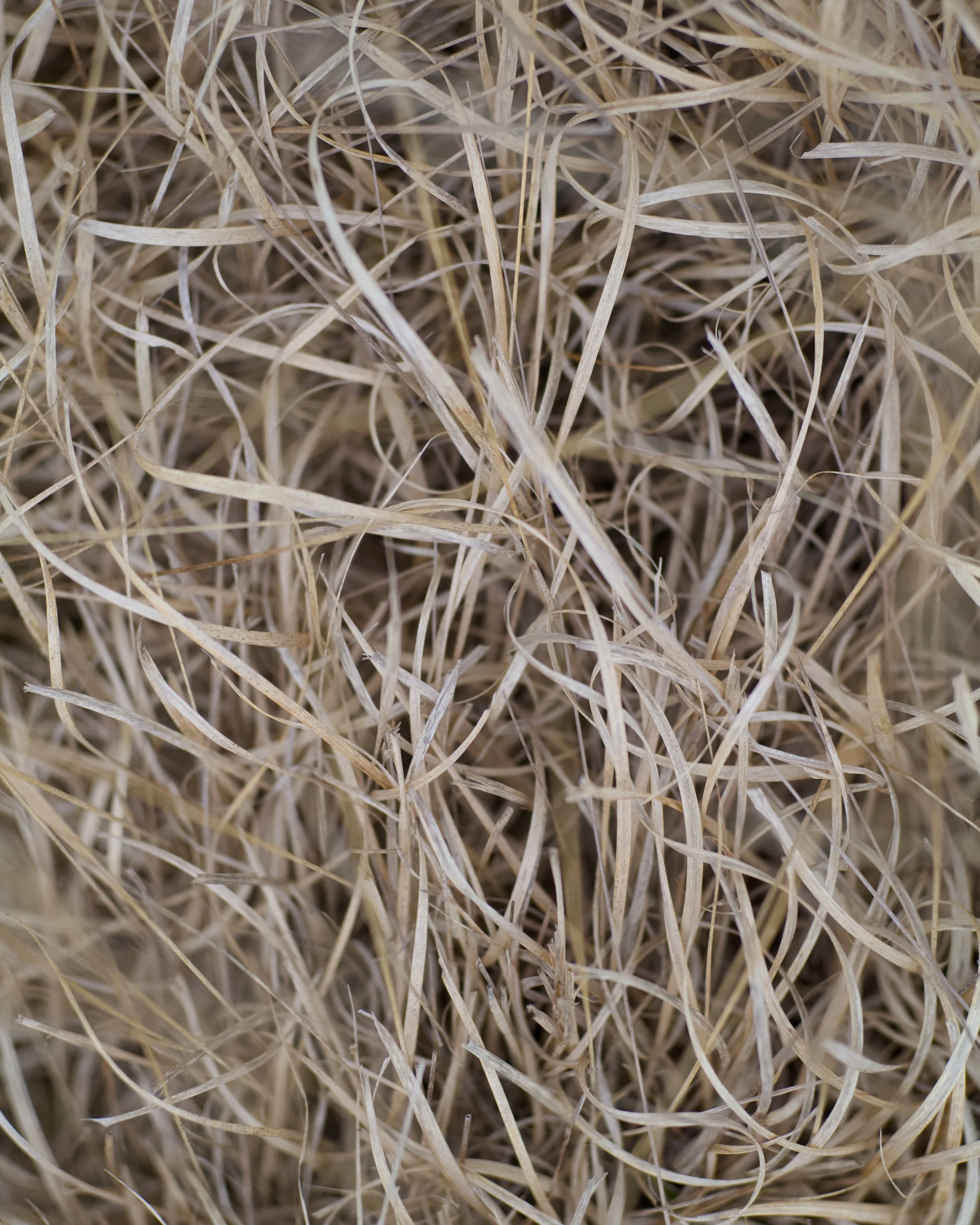 Woven by the wind.jpg