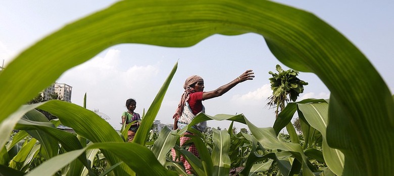 indian-chia-farmers.jpeg