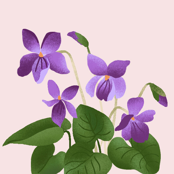 sweet-violet2.jpg
