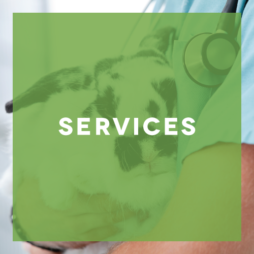 Animal Hospital Corona CA Vets Corona CA Veterinarian rabies vaccine spay neuter