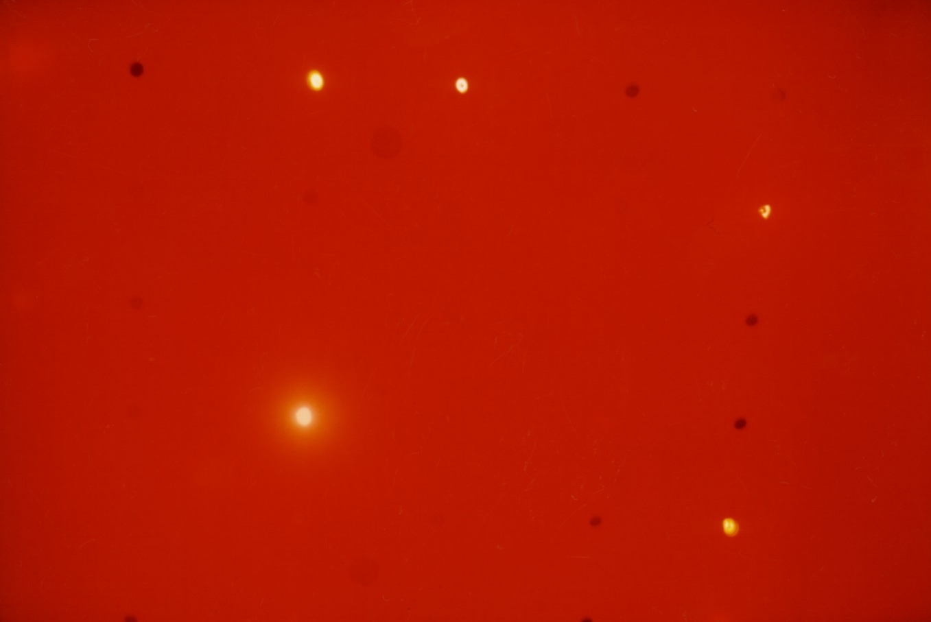 CONSTELLATION ROUGE