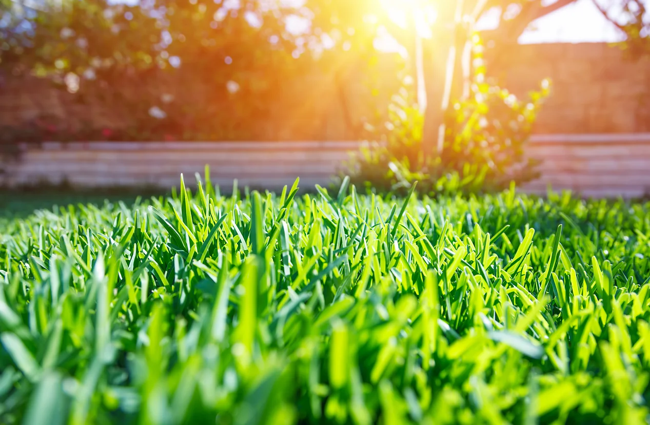 Lawn photo.jpg