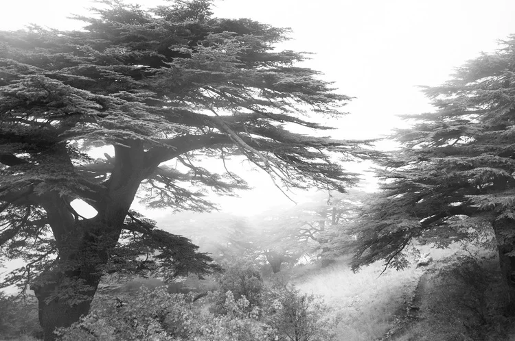 cedar trees of Lebanon