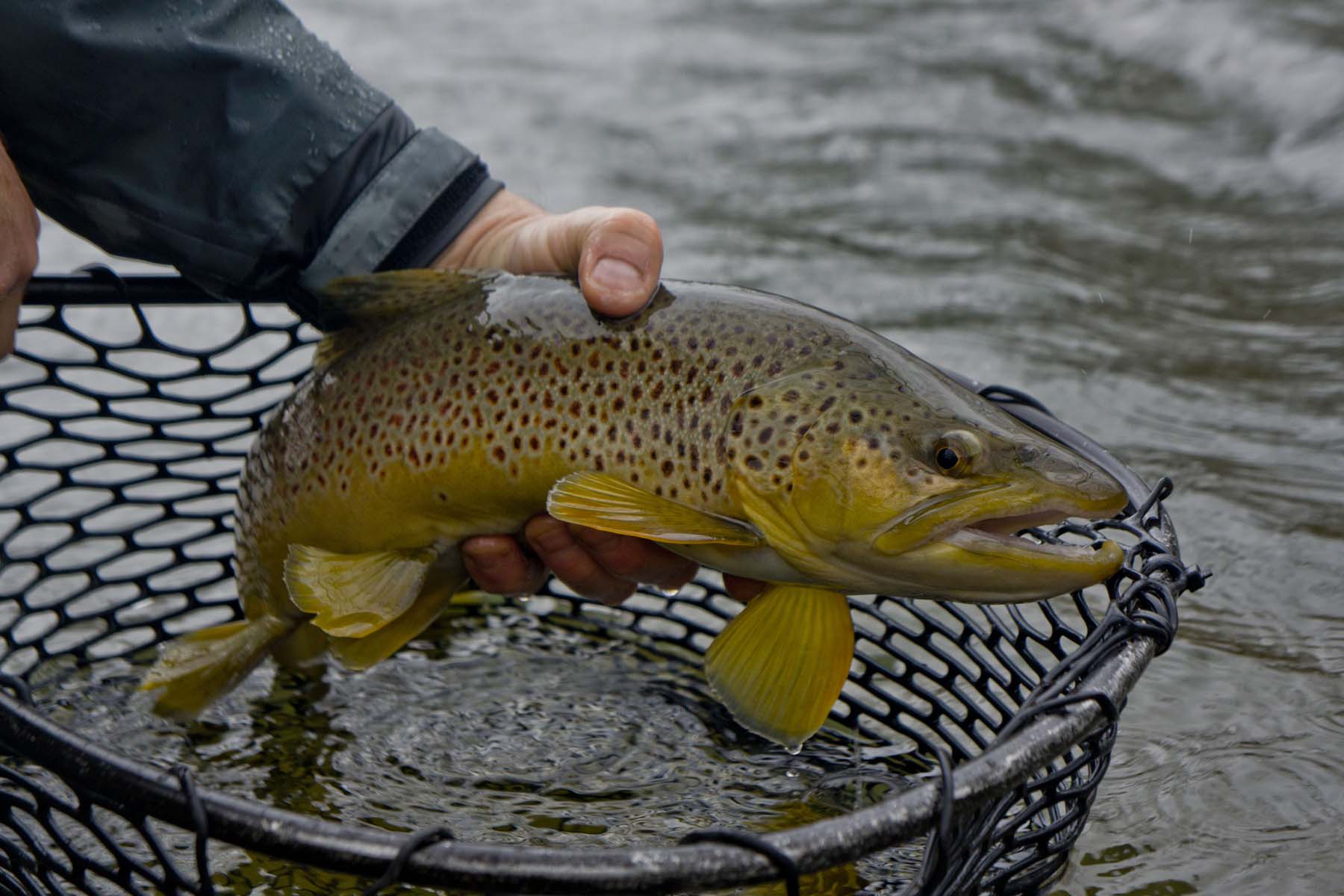 Tennessee's Watauga River Boasting Loads of Rainbows & Browns