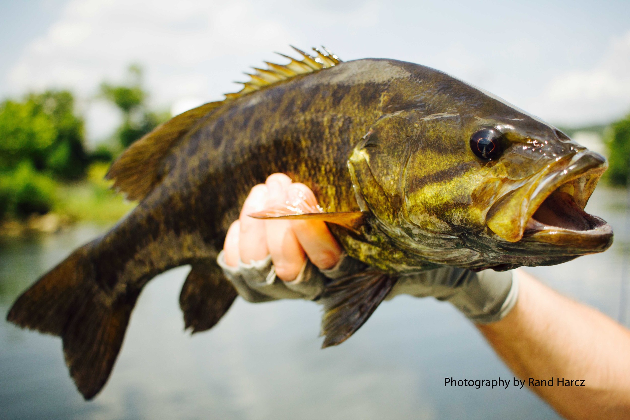 Smallmouth Bass — Fly Fishing Tips