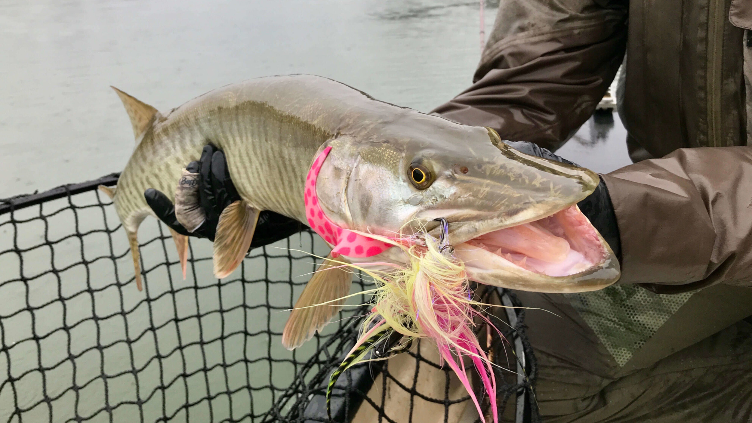 Musky Float Trip, Pisgah National Forest Fishing, Asheville Fly Fishing  Company — Asheville Fly Fishing Company, Asheville, Western NC