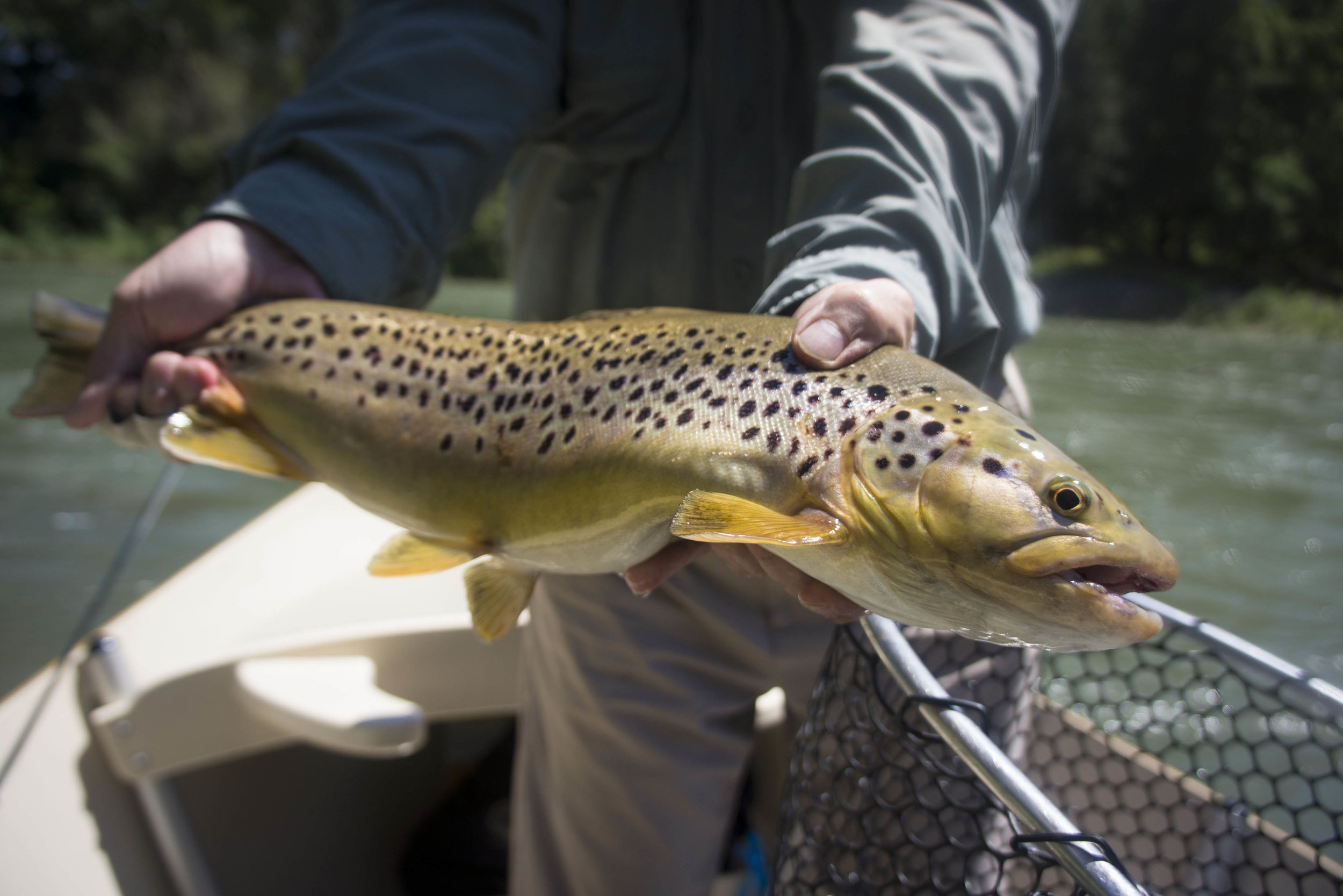 Asheville Fly Fishing Company | South Holston River