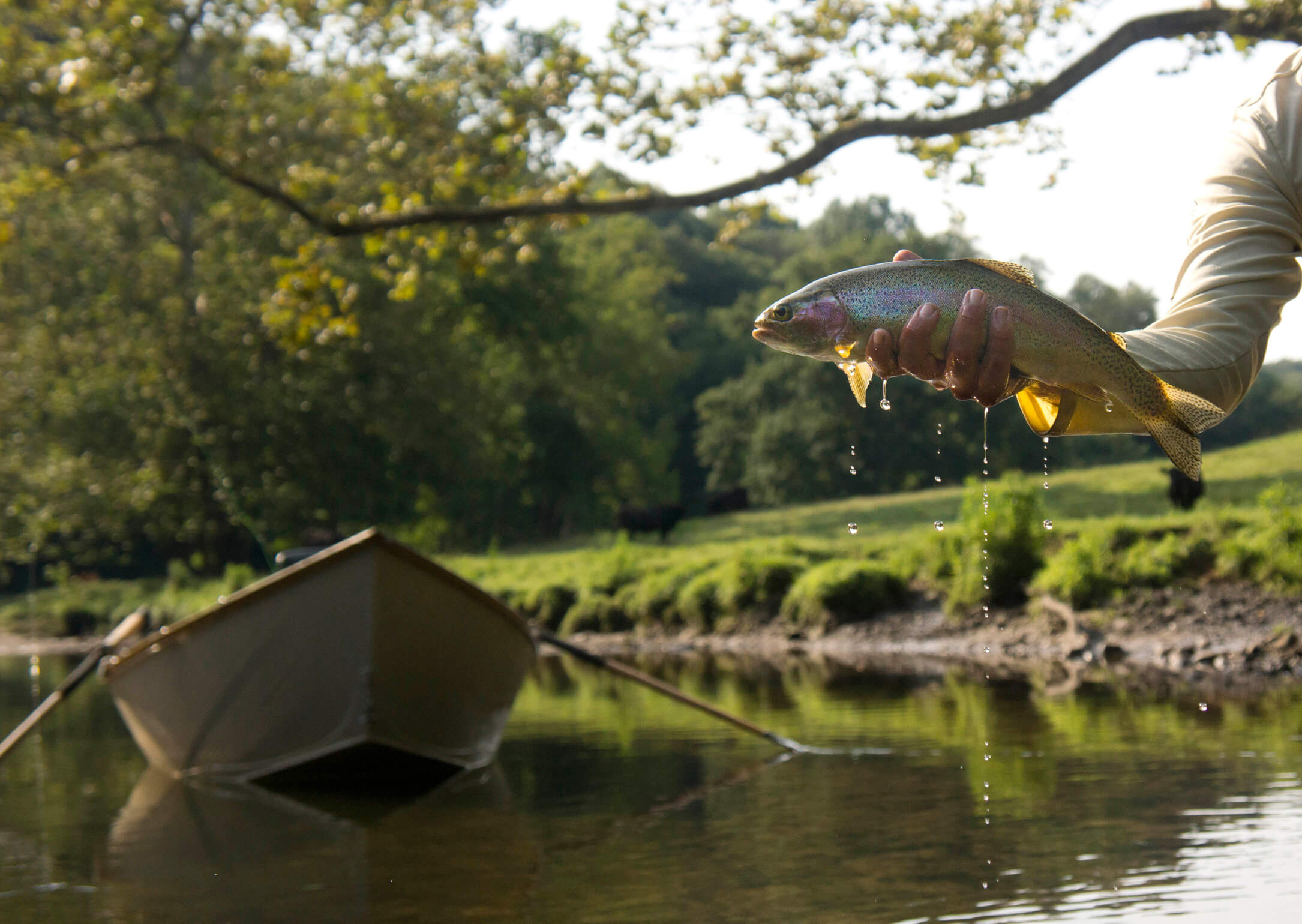 Asheville Fly Fishing Company | Watauga River