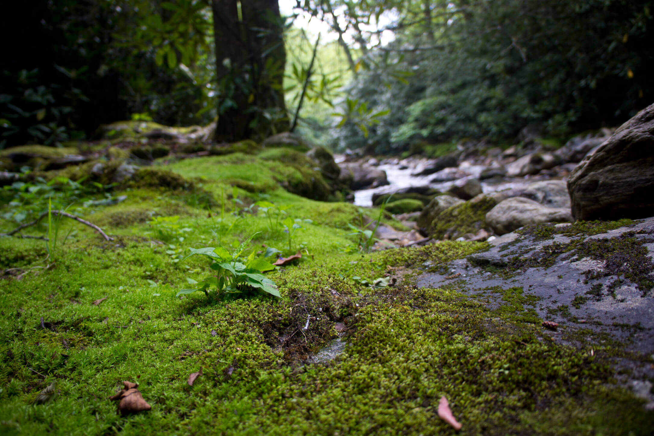 Asheville Fly Fishing Company - 1_6.jpg