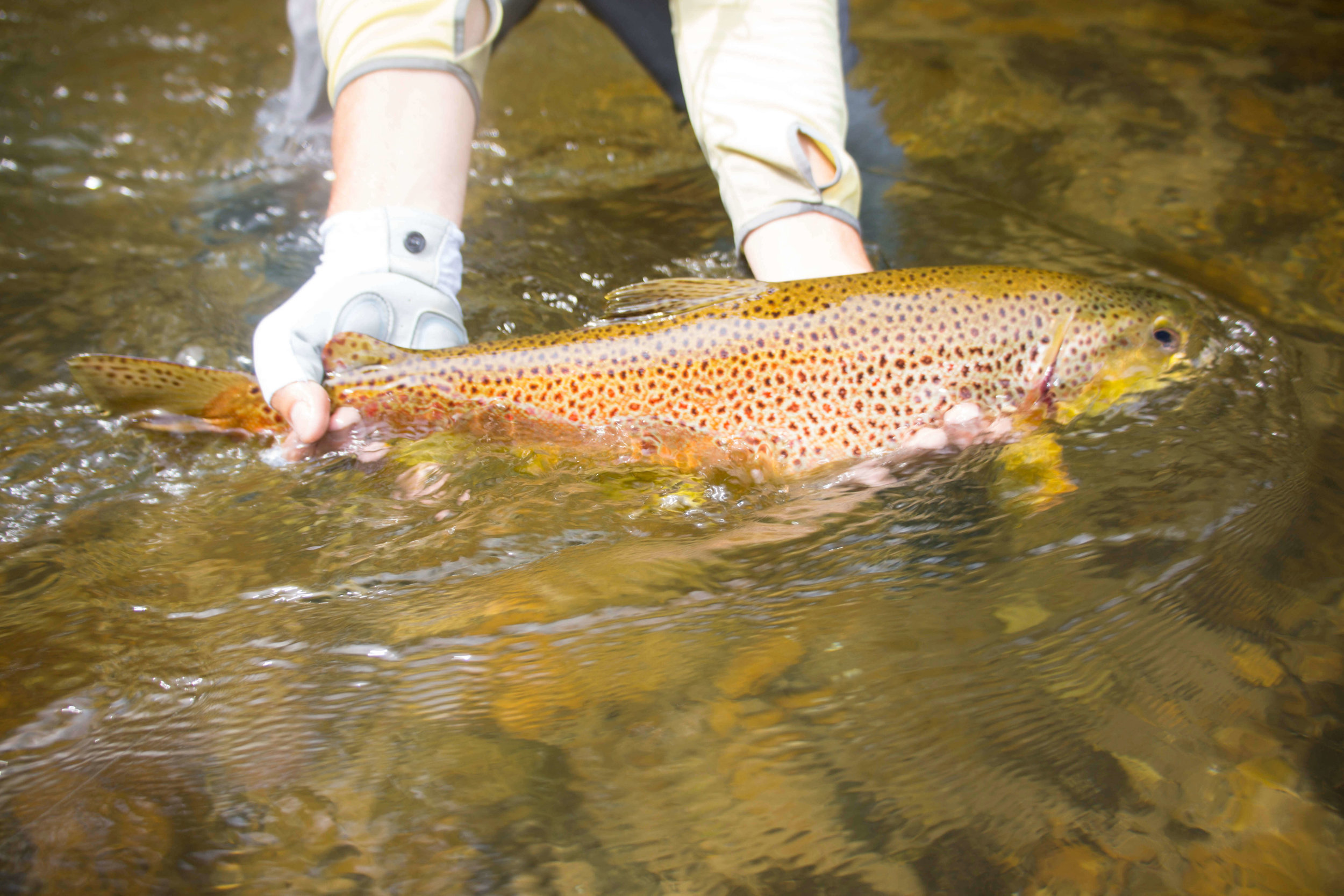 Watauga River Fly Fishing - Fishing Report