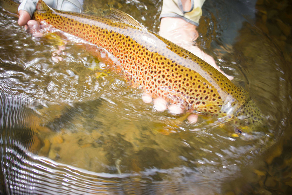 Asheville Fly Fishing Company _17.JPG