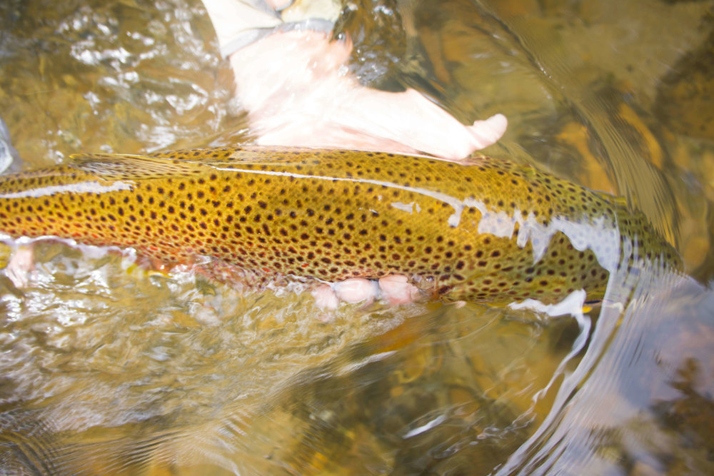 Asheville Fly Fishing Company _18.JPG