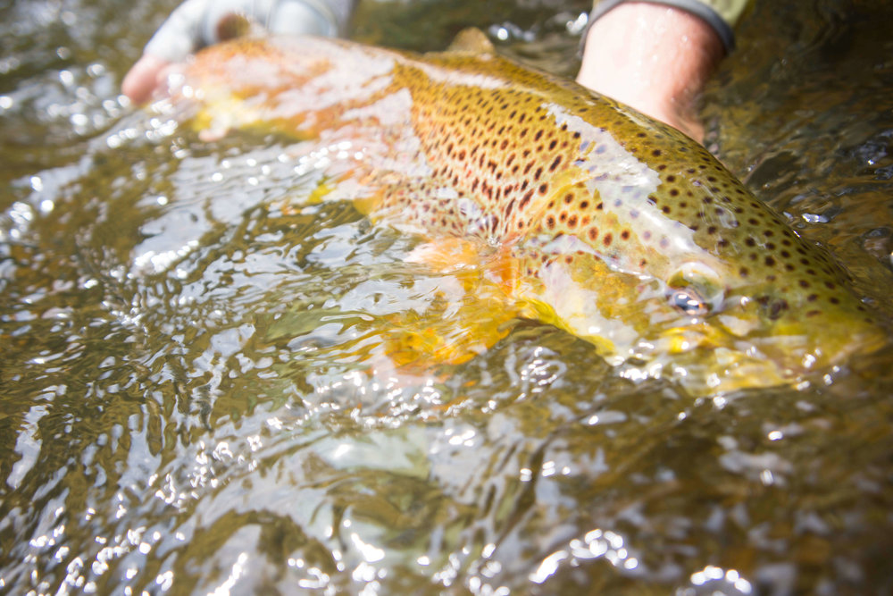 Asheville Fly Fishing Company _20.JPG