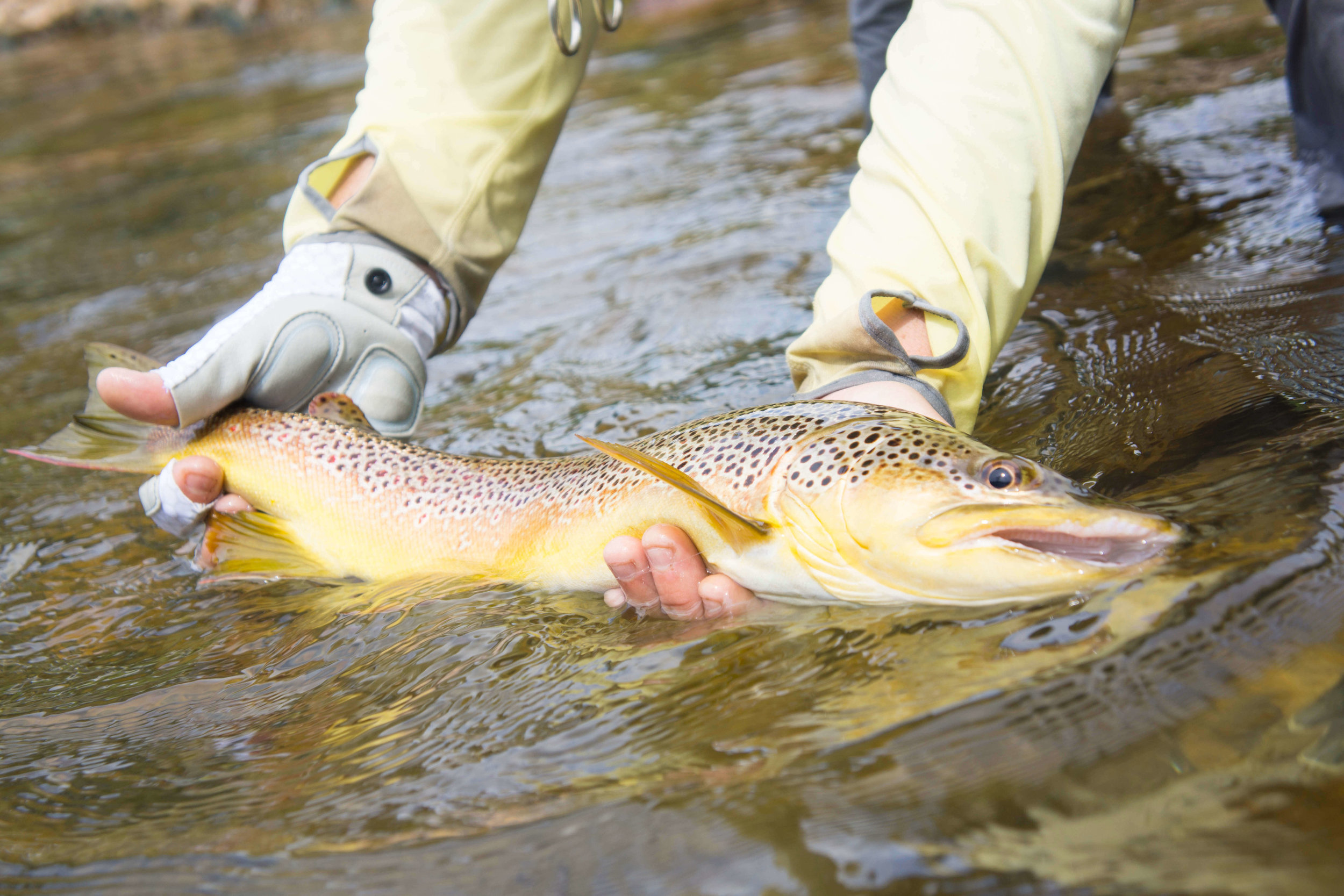 Asheville Fly Fishing Company _31.JPG