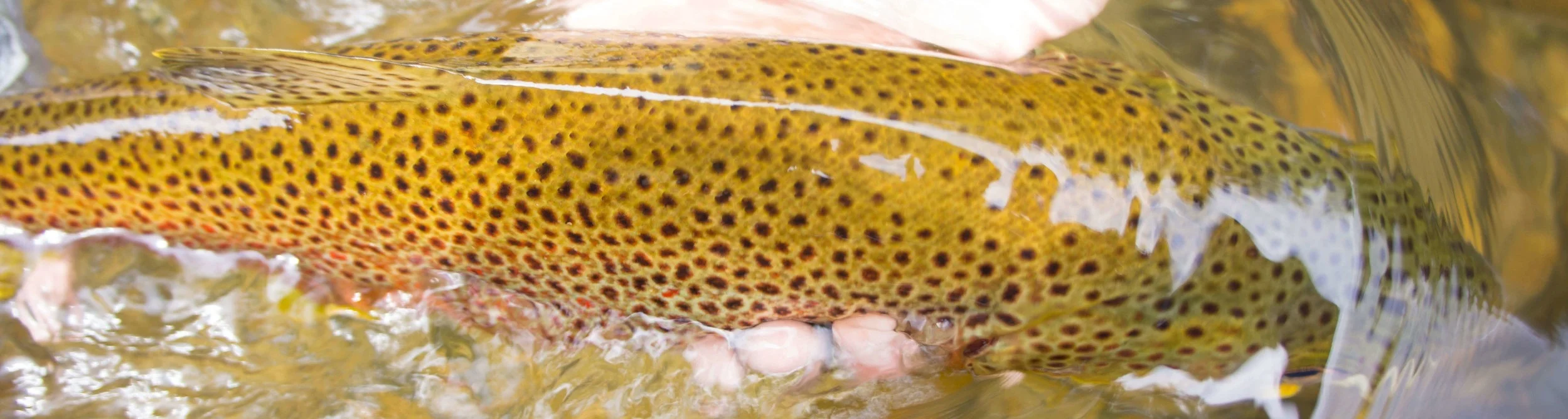 Asheville%2BFly%2BFishing%2BCompany%2B_18.jpg