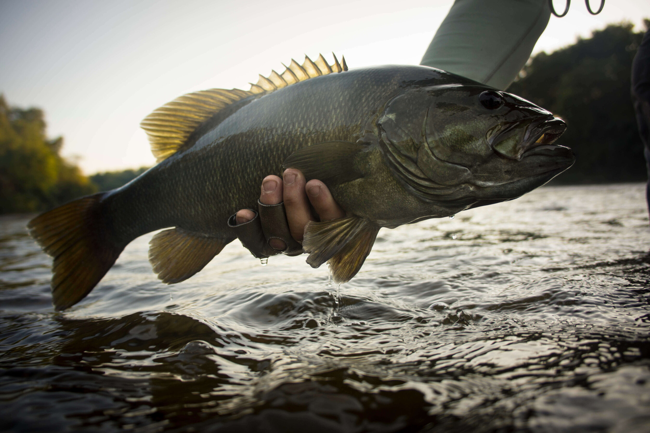 Asheville Fly Fishing Company | Smallmouth Bass 