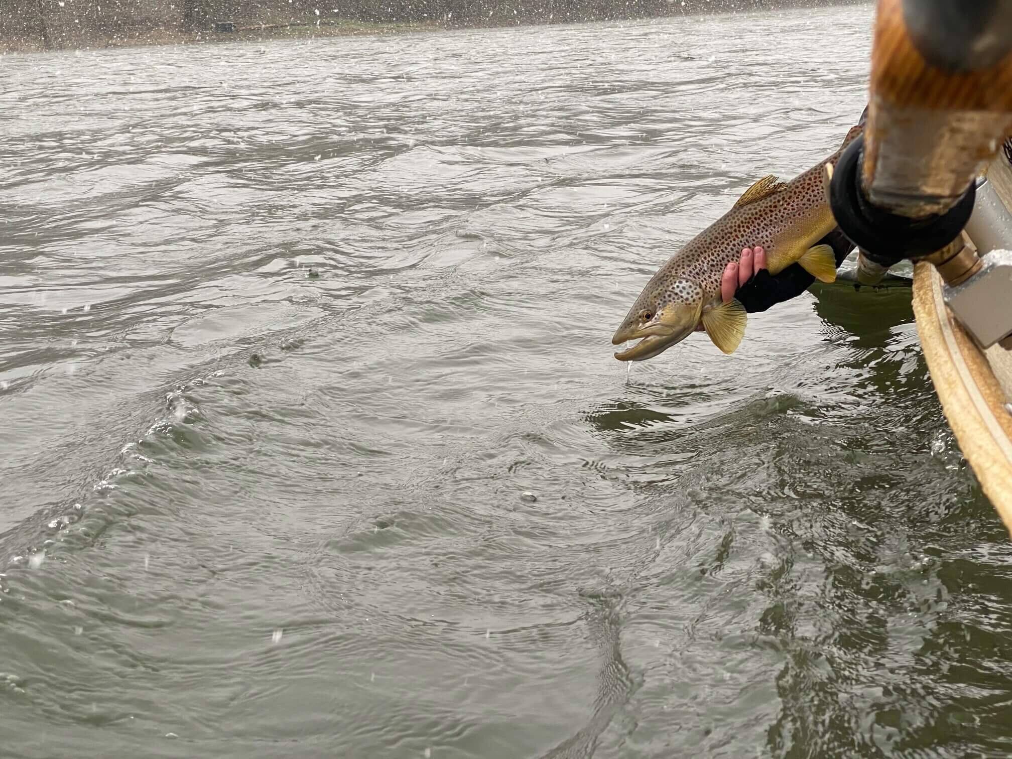 Watauga River - Asheville Fly Fishing Company