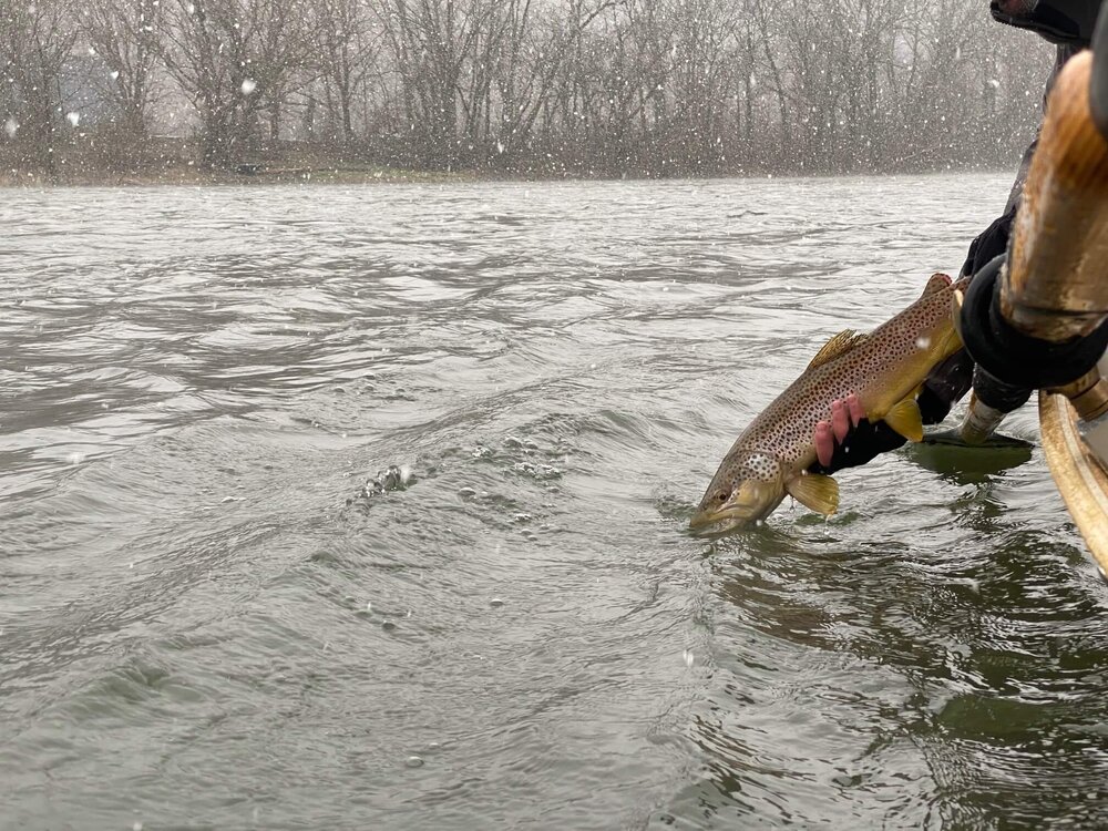 Fly Fishing Watauga River - Asheville Fly Fishing Company