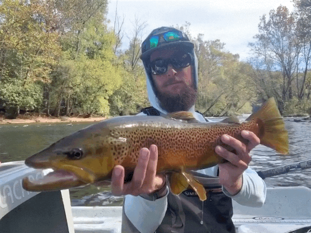 Watauga River Fly Fishing - Fishing Report, Asheville Fly Fishing Company  — Asheville Fly Fishing Company, Asheville, Western NC