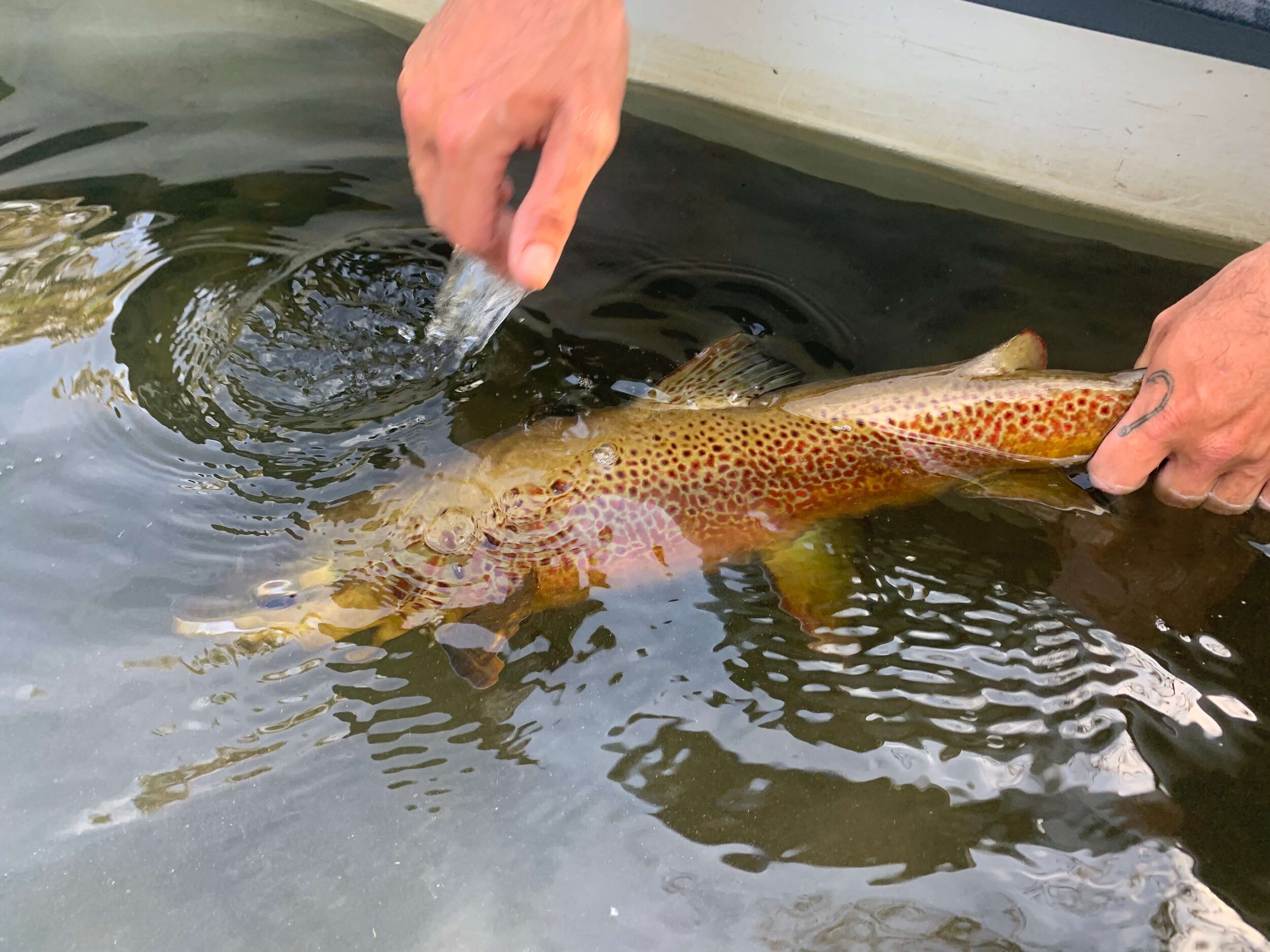 The Fabulous Fall Fly-Fishing Forecast - The Laurel of Asheville