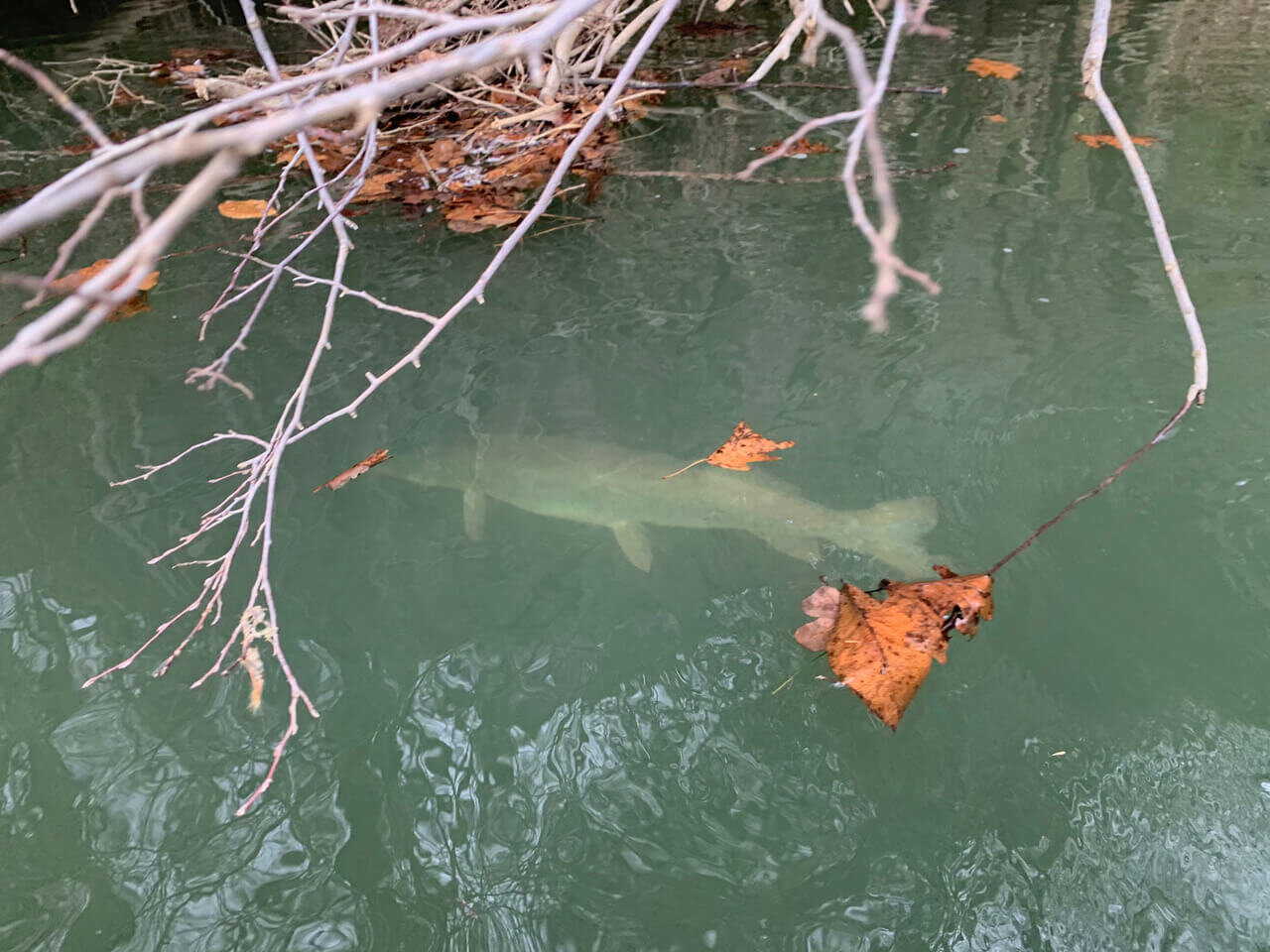 Musky fishing in Western NC and East TN, How to stay safe and dry during  winter season — Asheville Fly Fishing Company, Asheville, Western NC