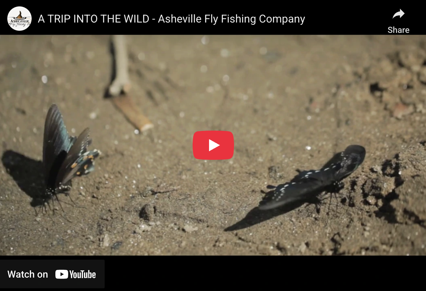 Featuring Asheville Fly Fishing Company's Multi-day Fishing Trips with the option to target class III & IV whitewater sections on the Nolichucky River Gorge and French Broad River.  Asheville Fly Fishing Company is the longest operating guide service