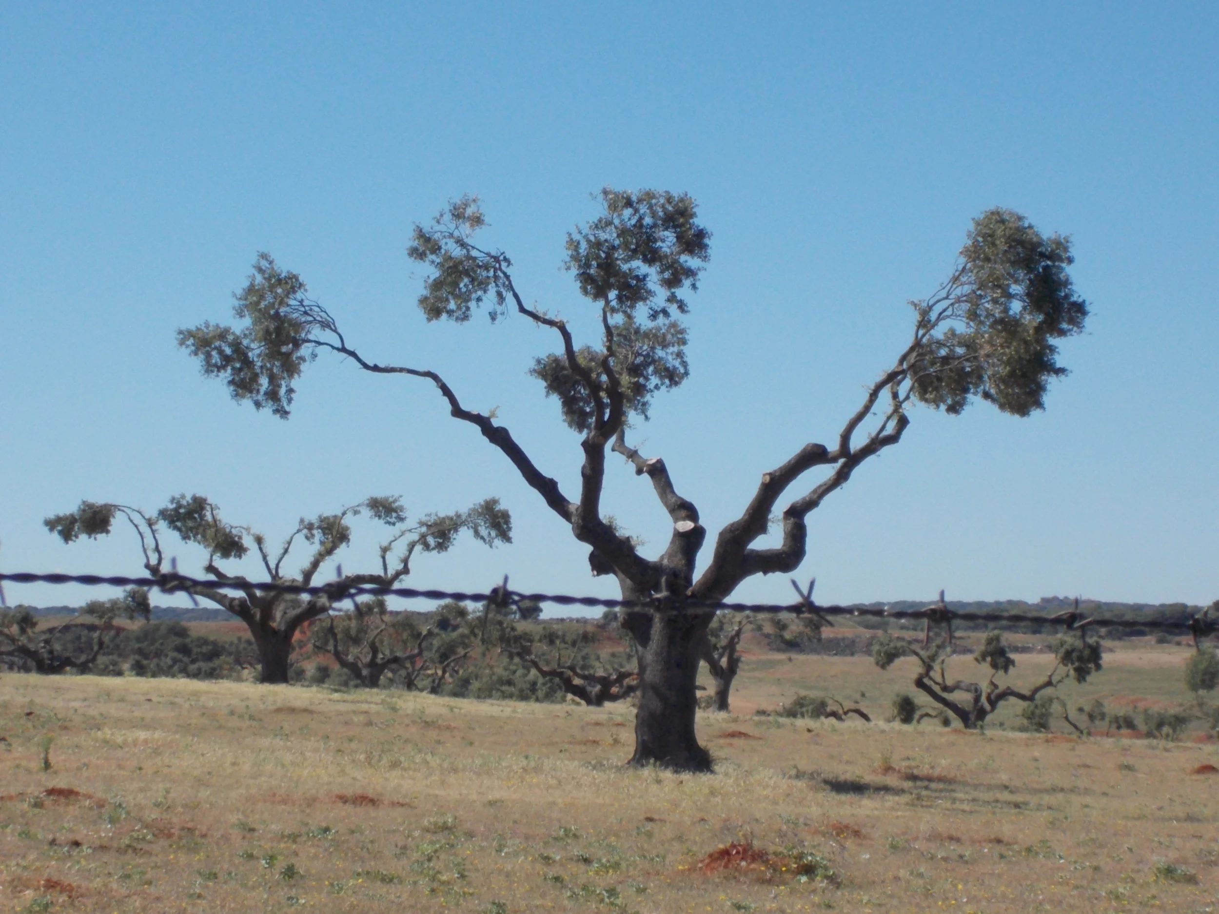 PrunedCorkTrees_Spain.JPG