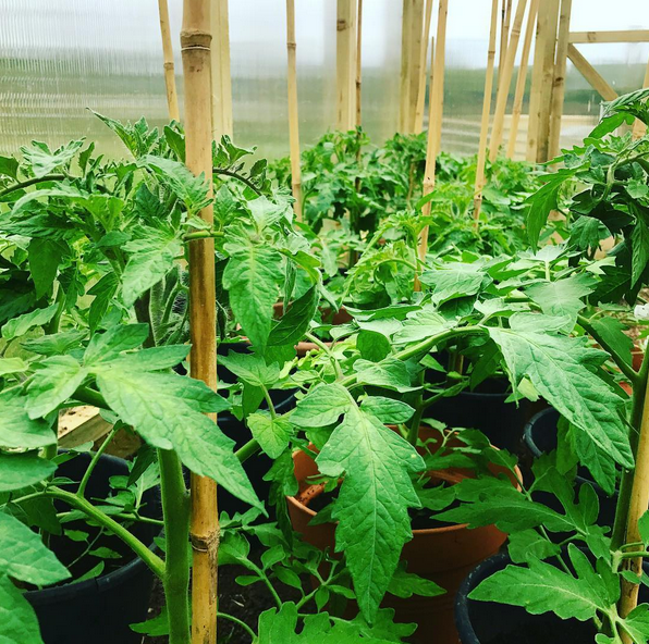 Tomatoes in greenhouse.png