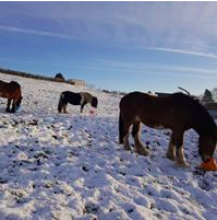 Horses in snow.png