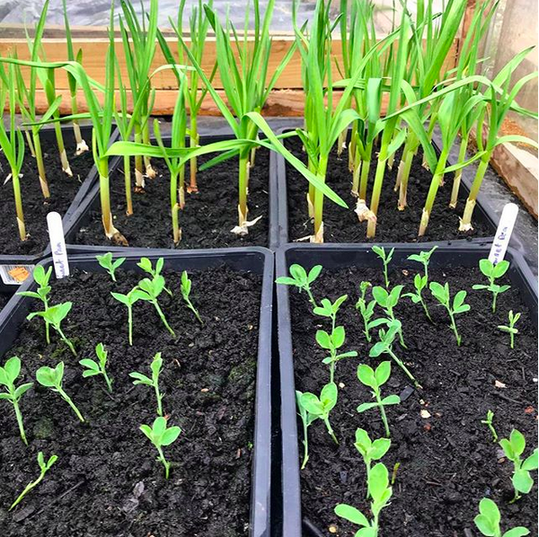 Seedlings 2.png