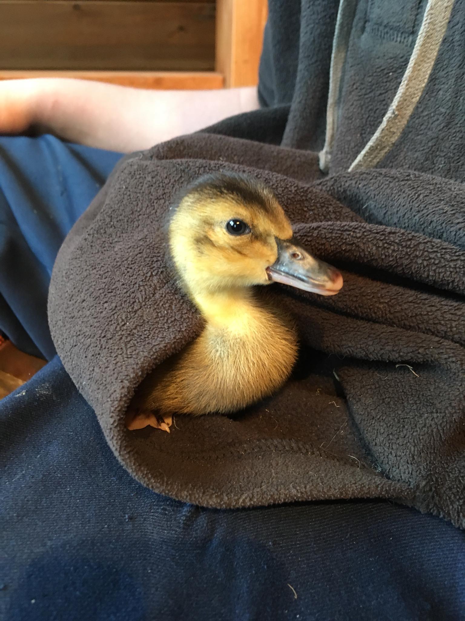 Duckling in pocket.jpg