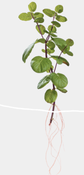 vertical-farming-ikea.png