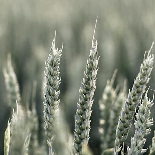 agritech.png