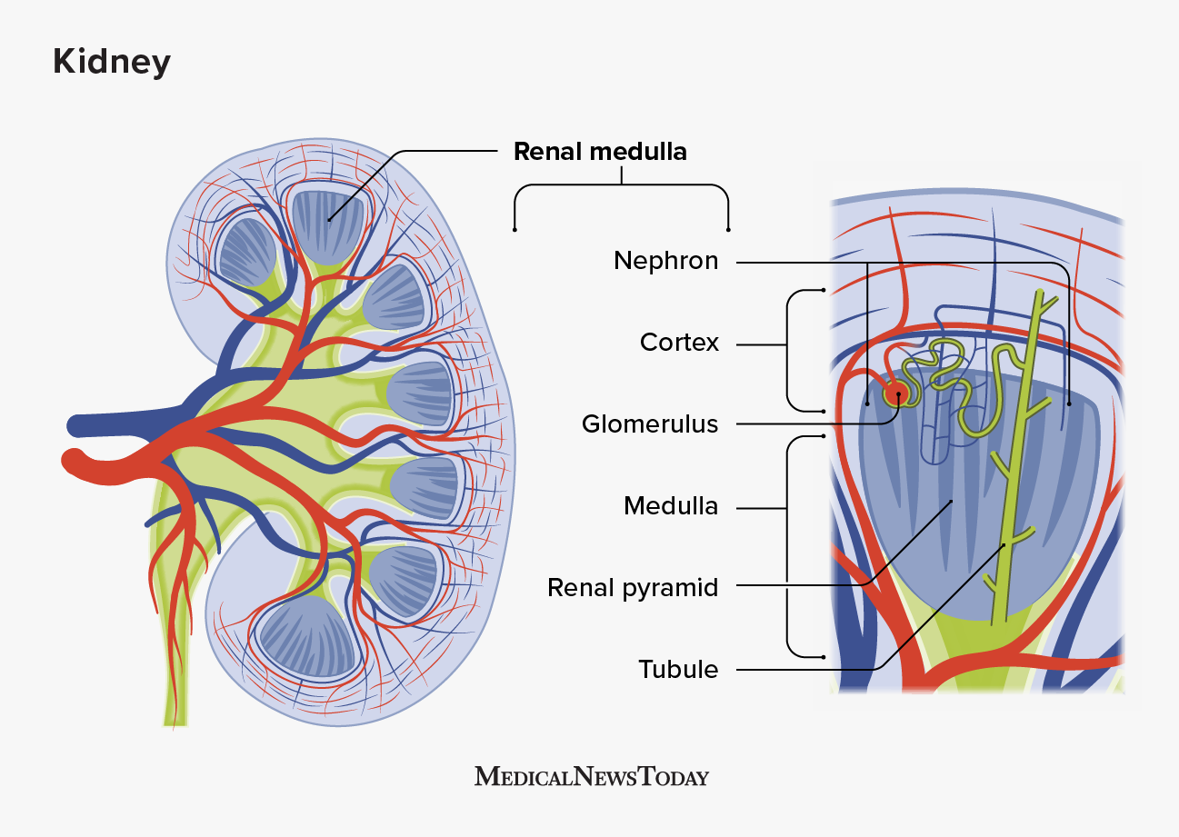2130390 - What to know about the renal medulla_1296x920body.png