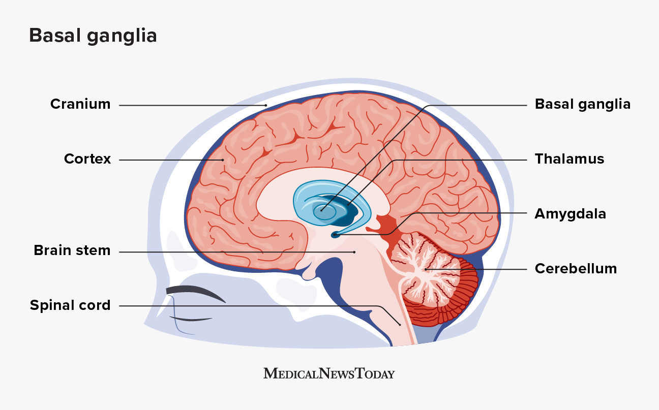 2259428 - basal ganglia stroke_1296x806_body.png