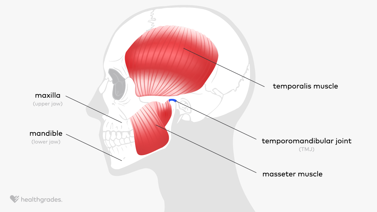187009 - What Does the Masseter Muscle Do_1296x728.png