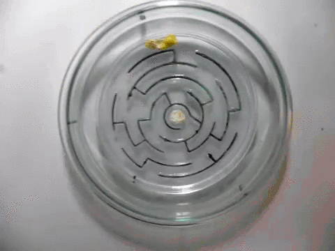 Slime mold, finding the fastest way to the food source.