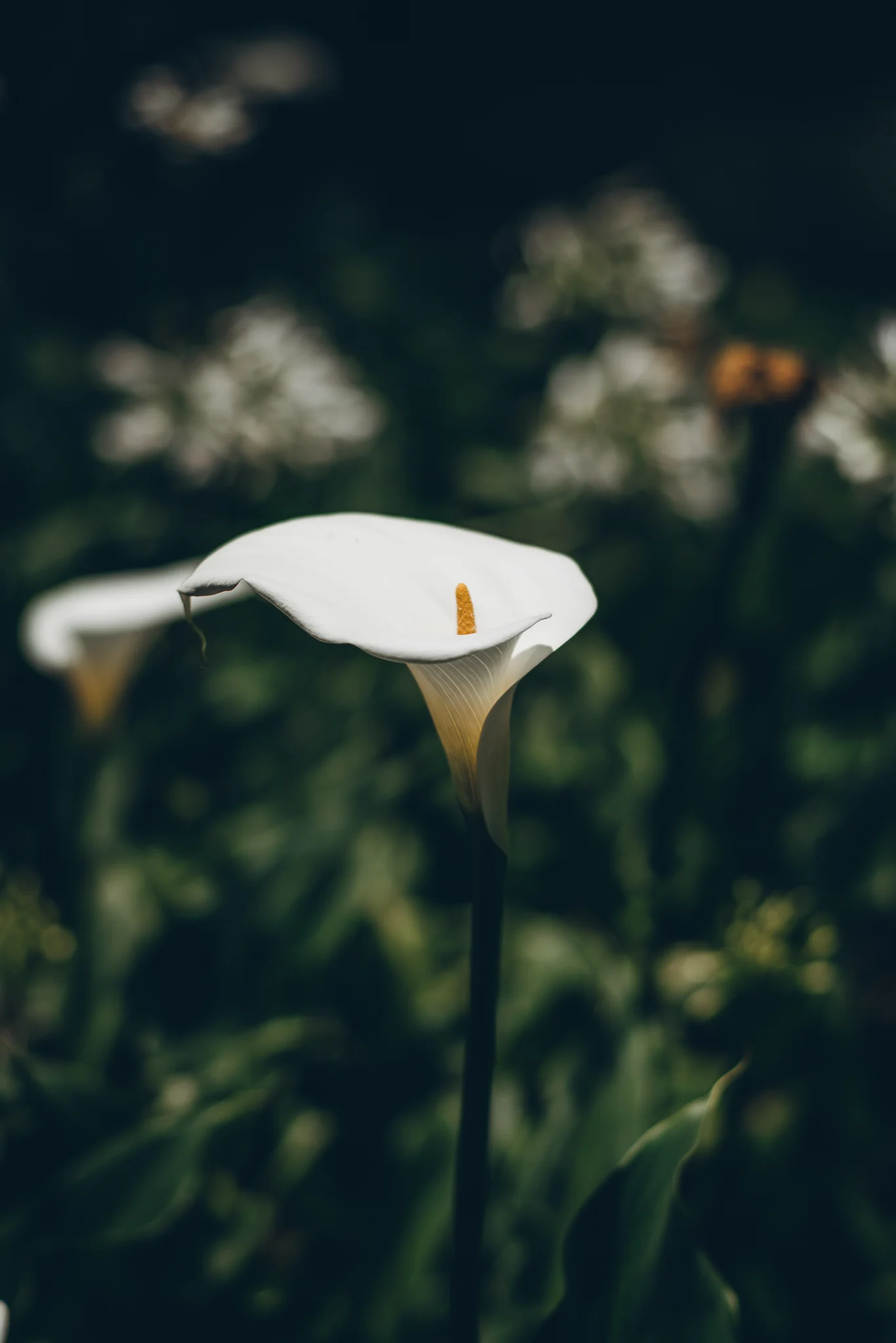 Inna Shnayder @Inna.Shnayder-77.jpg