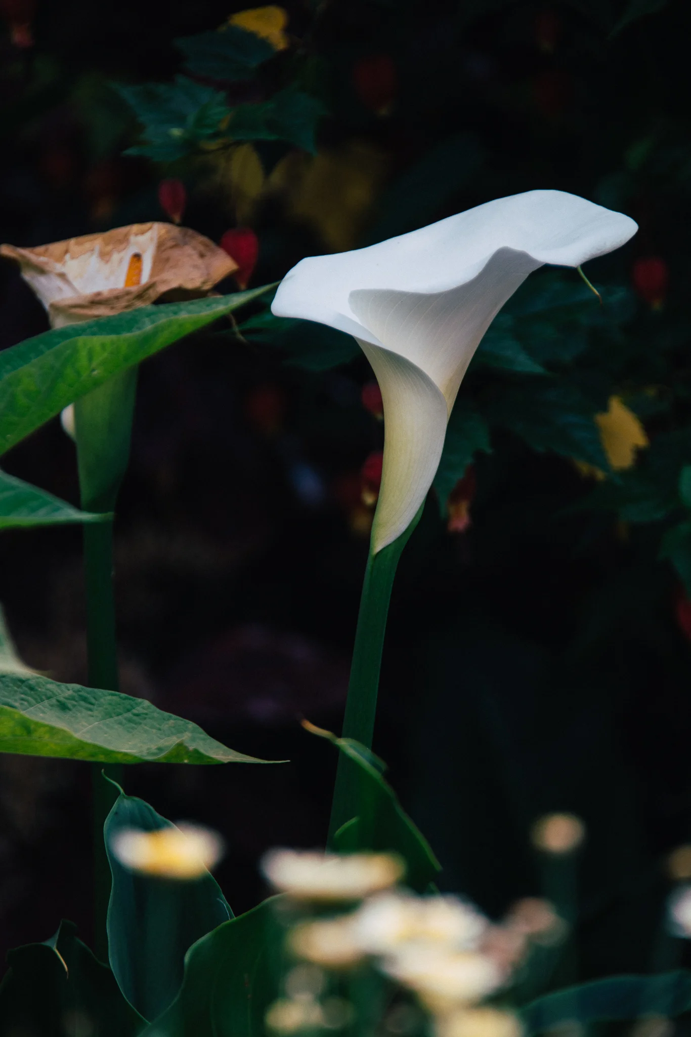 Inna Shnayder @Inna.Shnayder-69.jpg