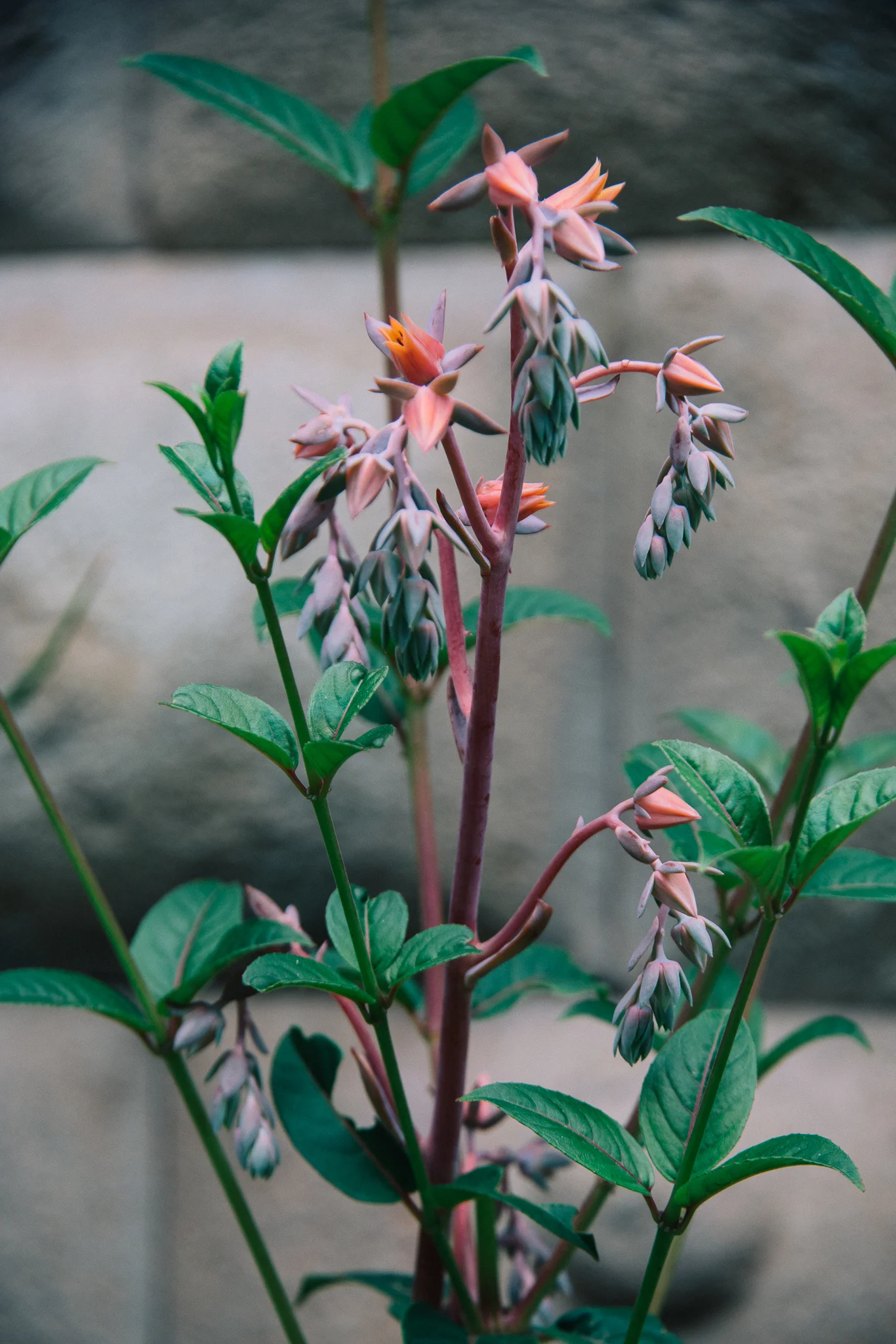 Inna Shnayder @Inna.Shnayder-67.jpg