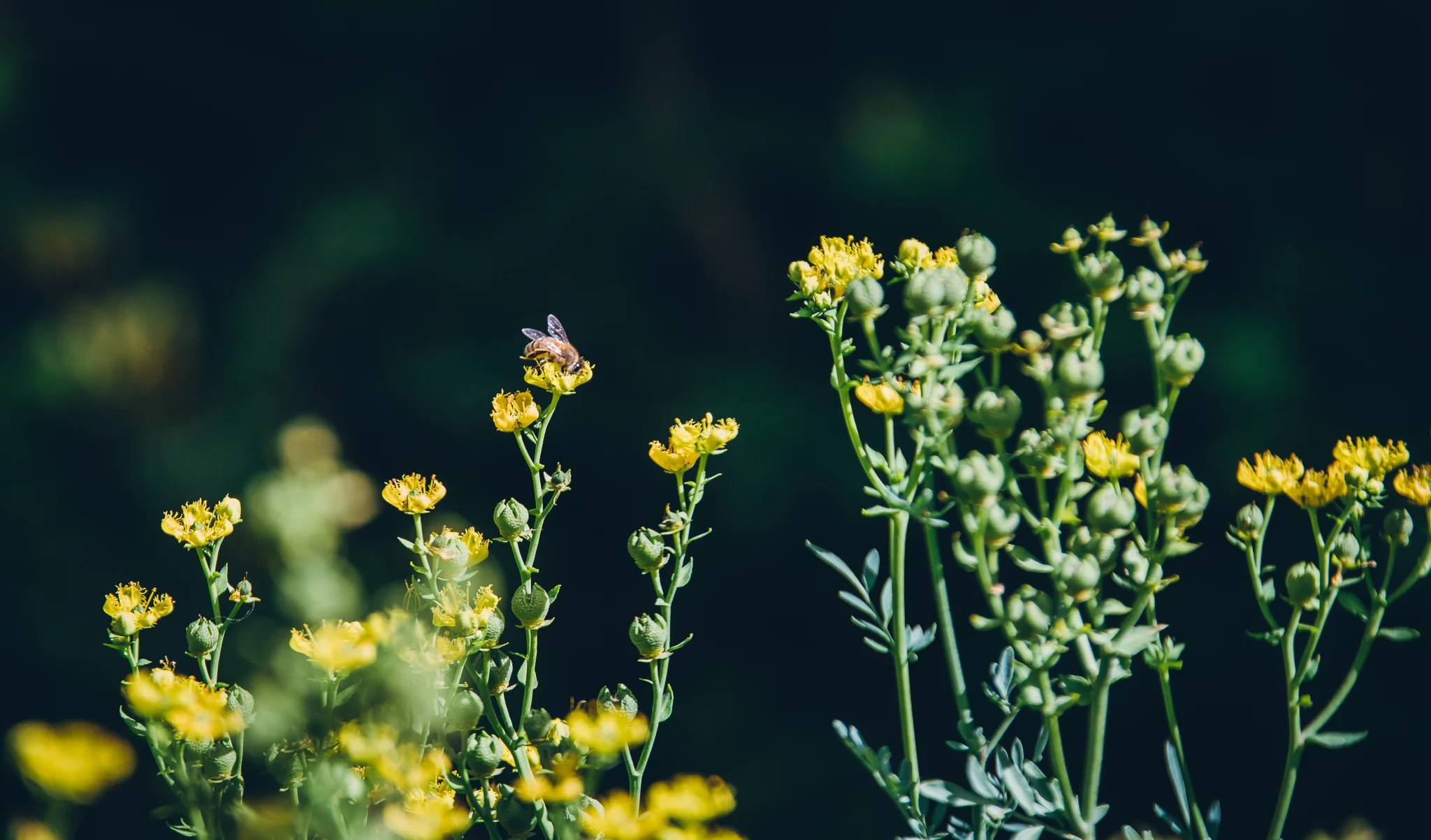 Inna Shnayder @Inna.Shnayder-65.jpg