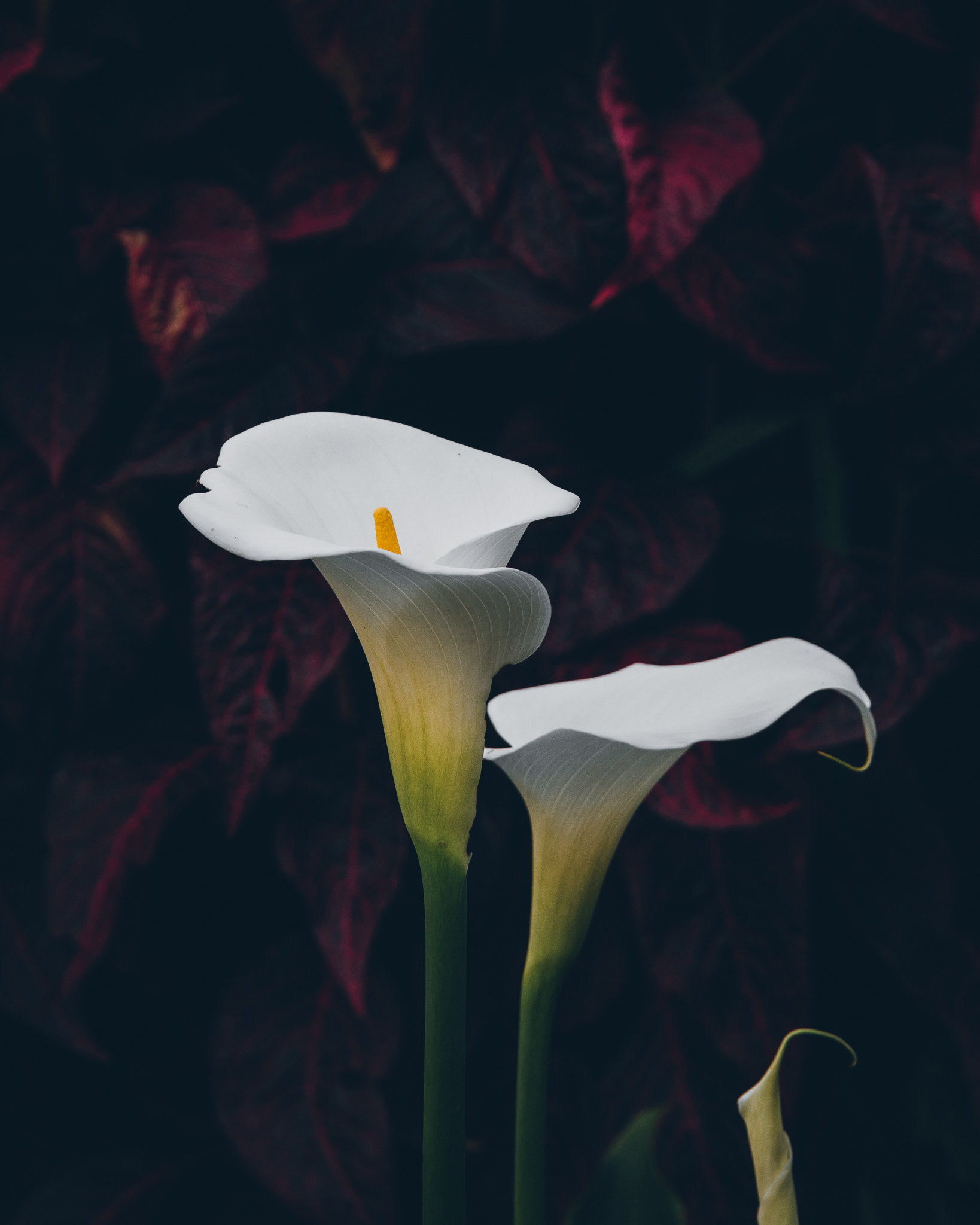 Inna Shnayder @Inna.Shnayder-63.jpg