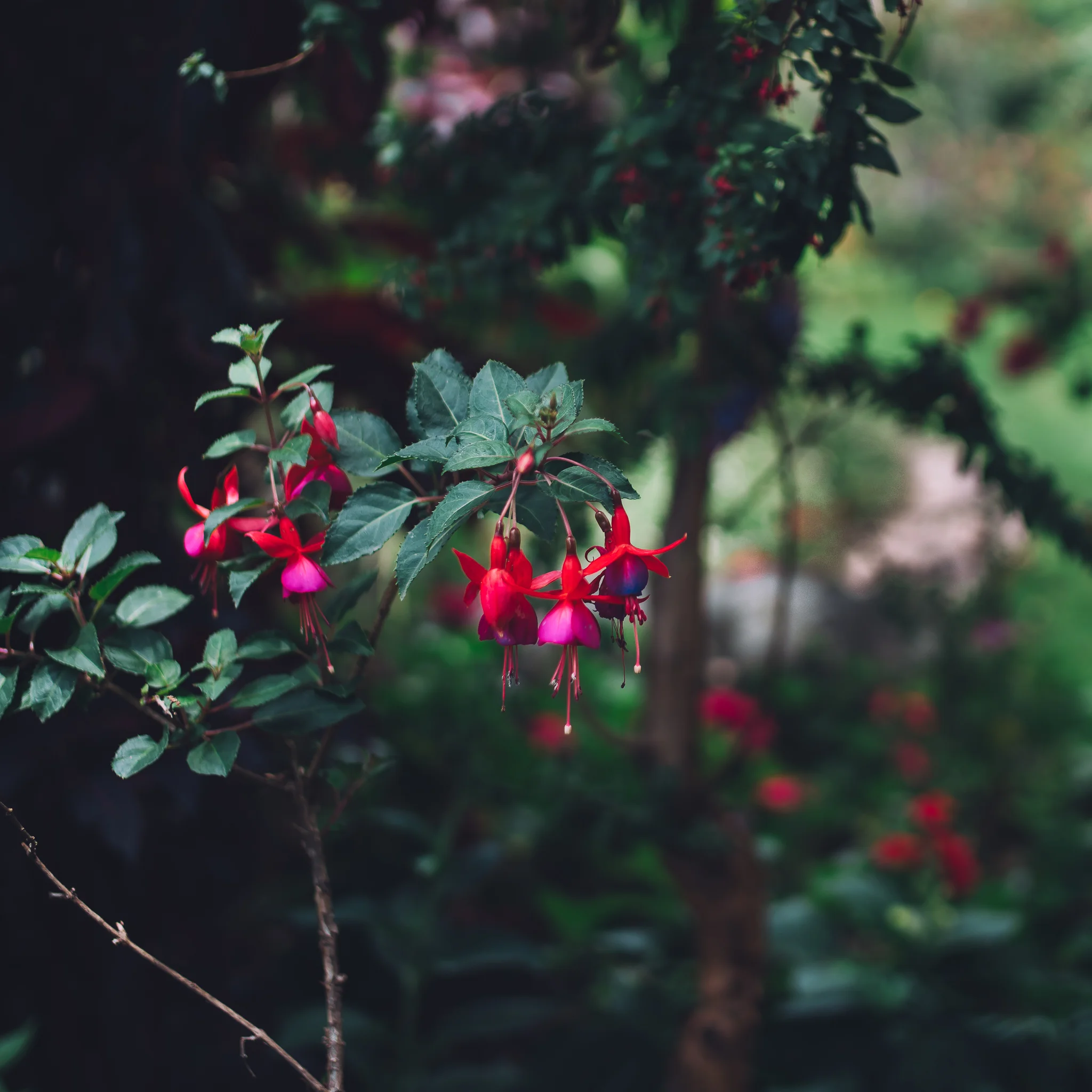 Inna Shnayder @Inna.Shnayder-55.jpg