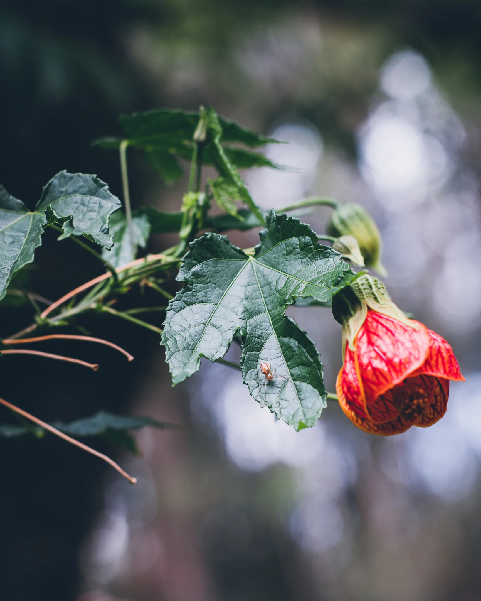 Inna Shnayder @Inna.Shnayder-56.jpg