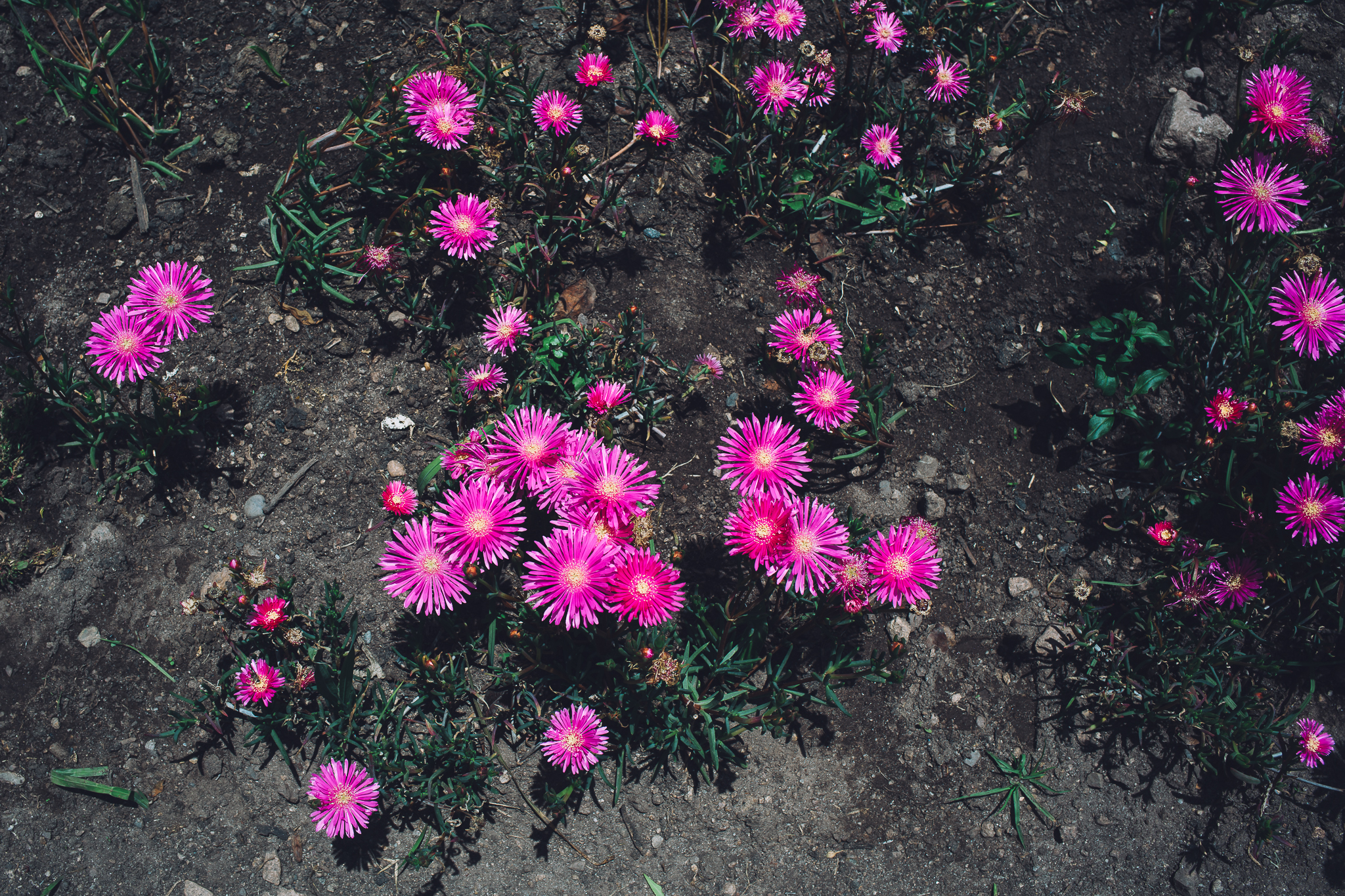 Inna Shnayder @Inna.Shnayder-49.jpg